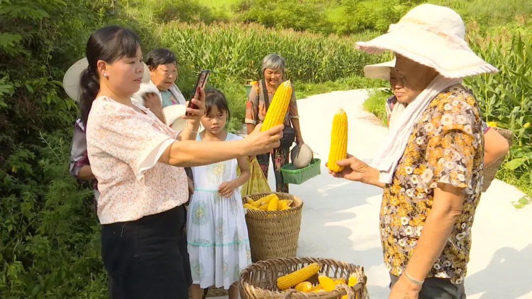玉米2.jpg