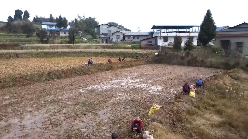 稻药轮作1.jpg