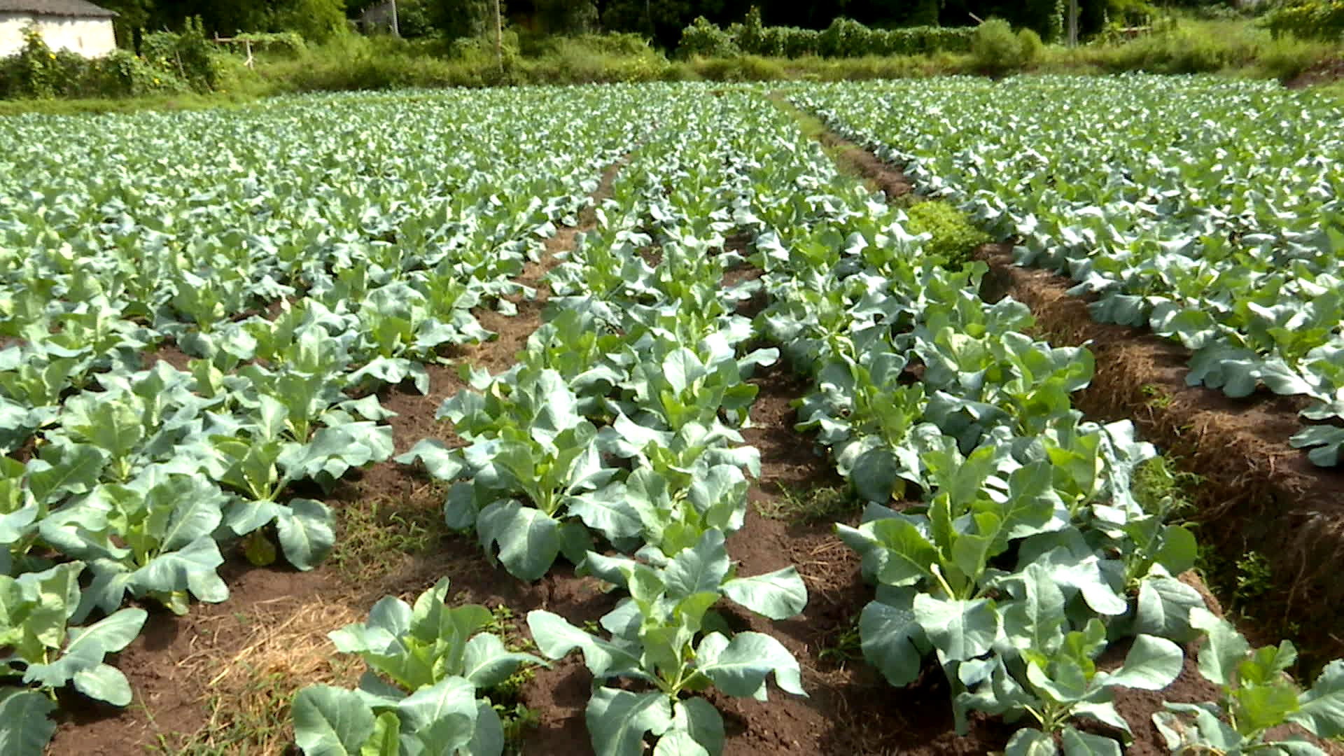 0101d809493c4a378bc03ff53b4a9999