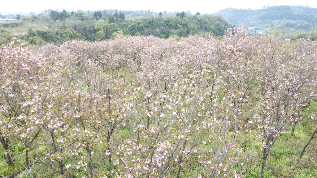 樱花映春色 踏青正当时2.jpg