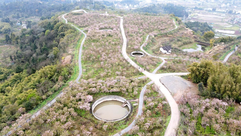 樱花映春色 踏青正当时1.jpg